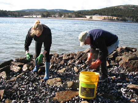 Kym and Den gathering the worlds best mussels, plump, golden, free of grit and pearls, and the byssus threads easy to remove.