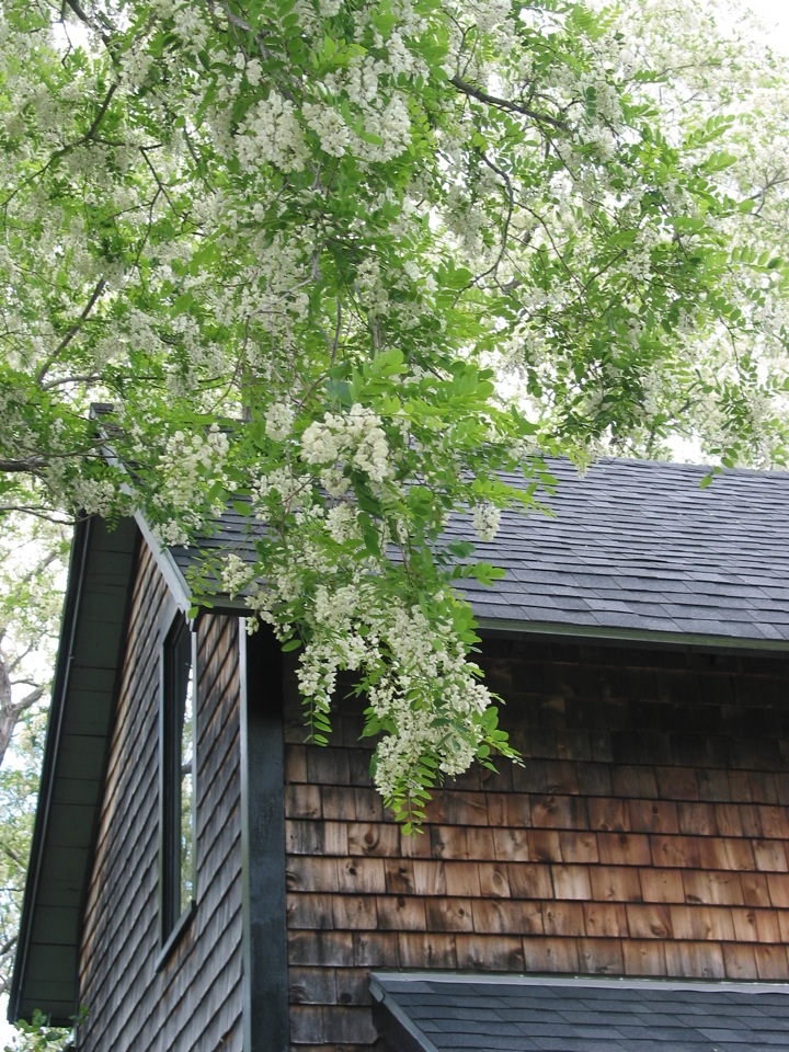 Black Locust blossoms are loud with the buzz of bees