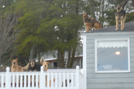 Dogs watching Wonsqueak Harbor