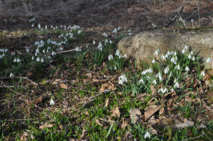 Snowdrops and Glory-of-the-snow bloom long before the grass is green.