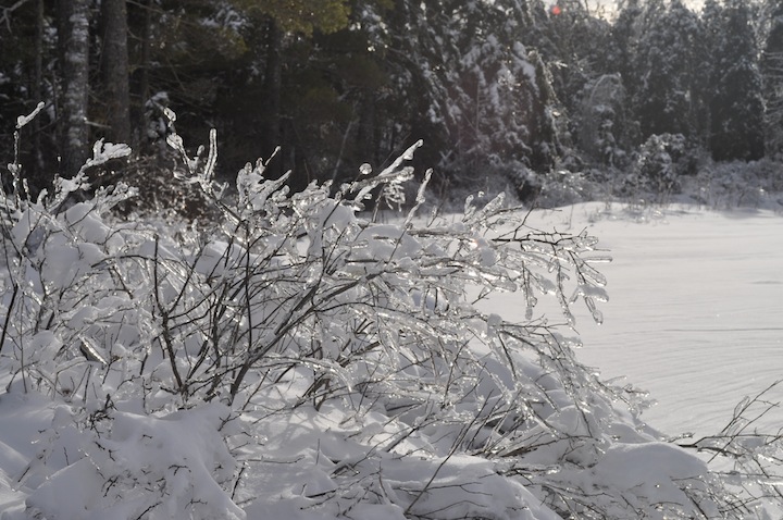 Twigs coated with ice