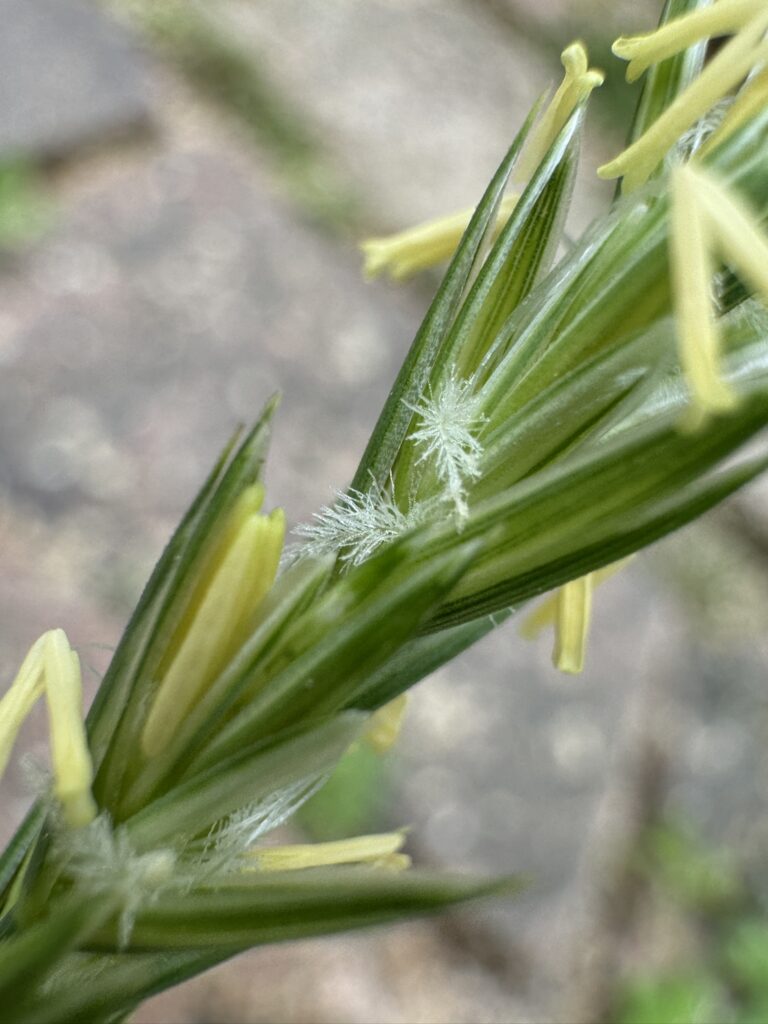 gras flowers