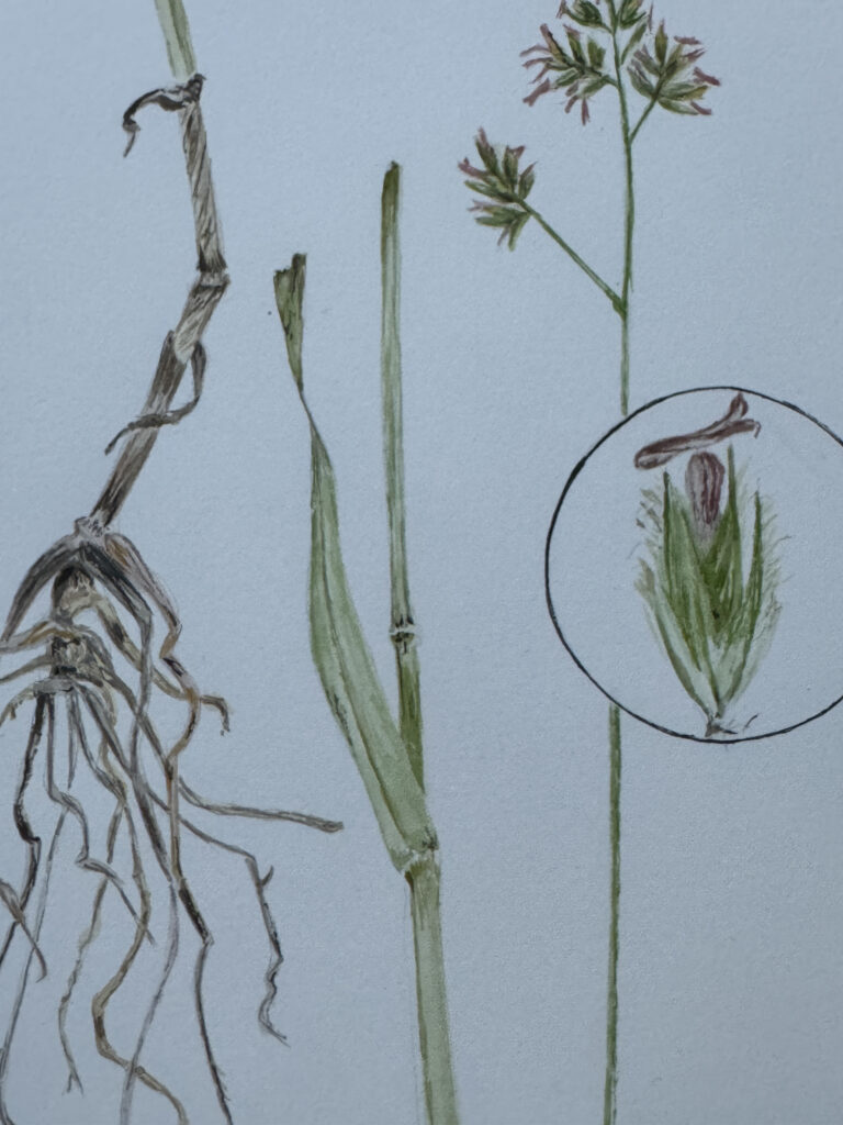 drawing of grass