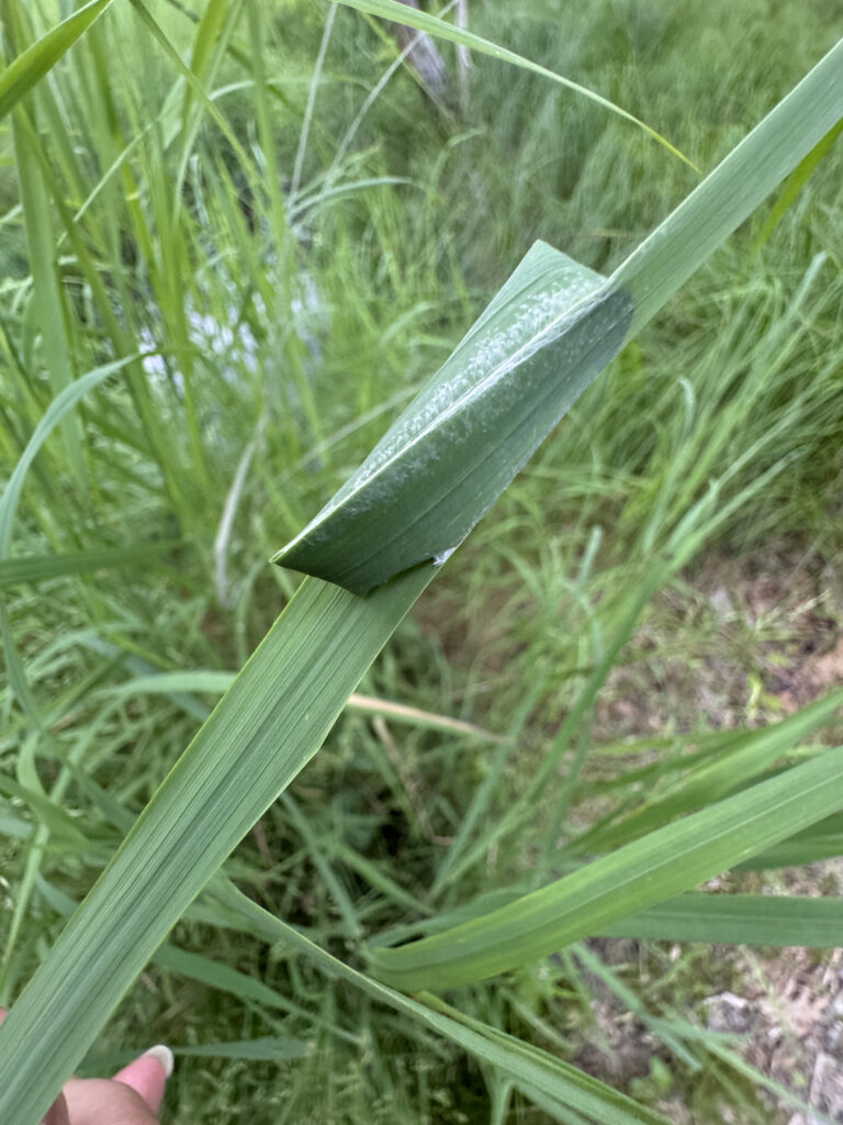 folded grass