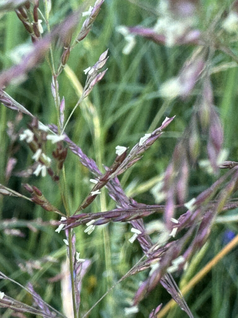 grass flowers