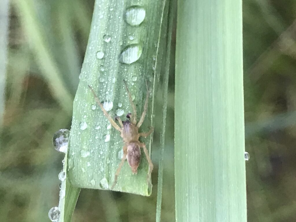 sac spider on grass