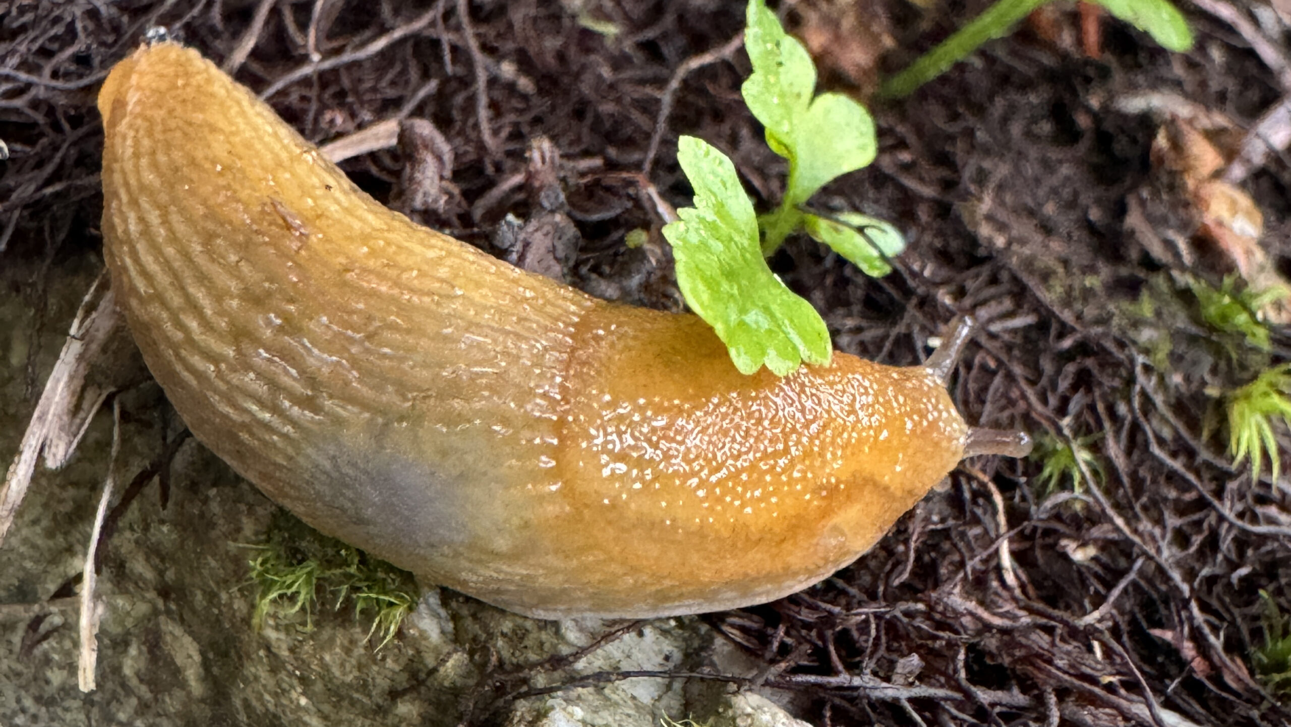 Slugs: Sticky, slimy, and underloved