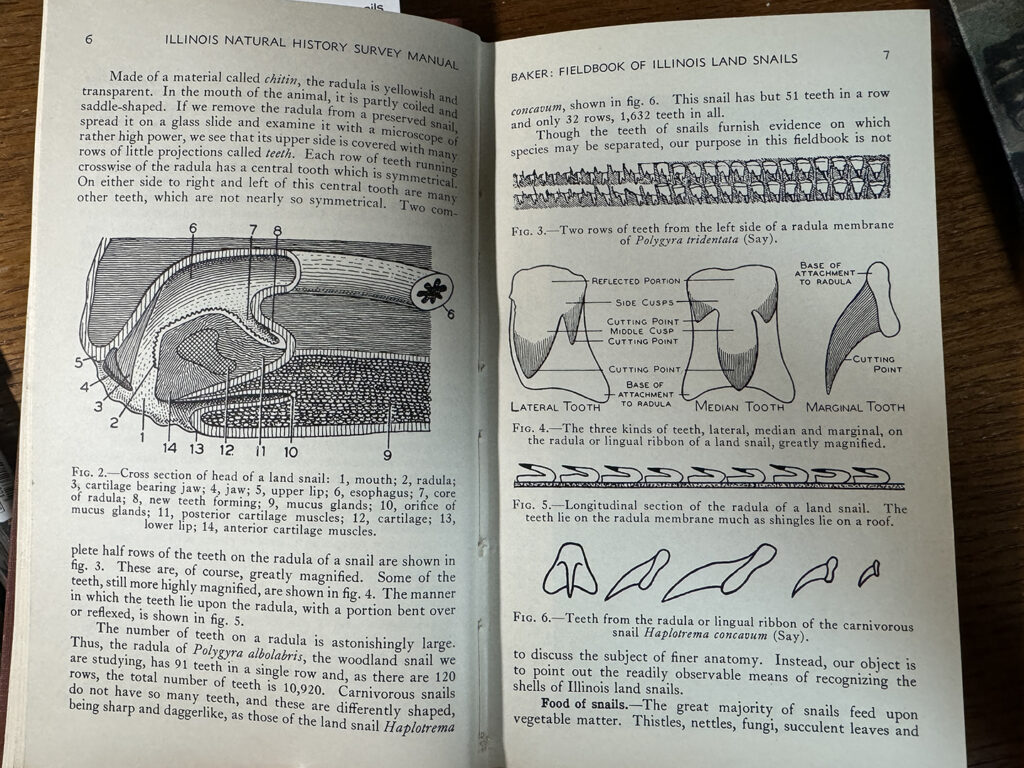 old fieldguide of slugs