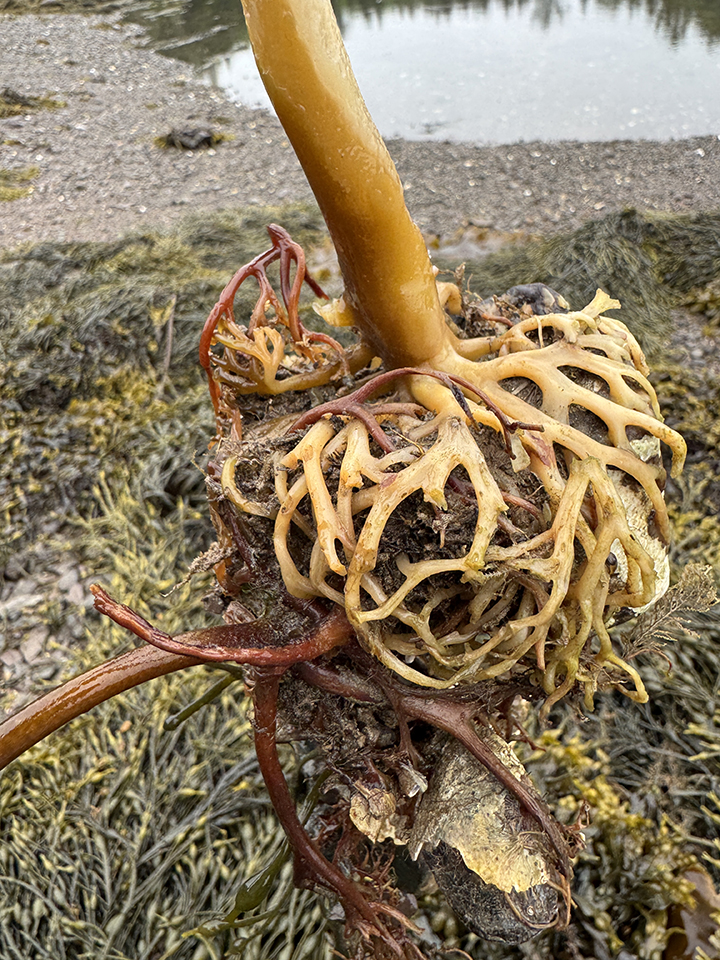 Holdfasts–anchors, tiny homes, and weapons of defense