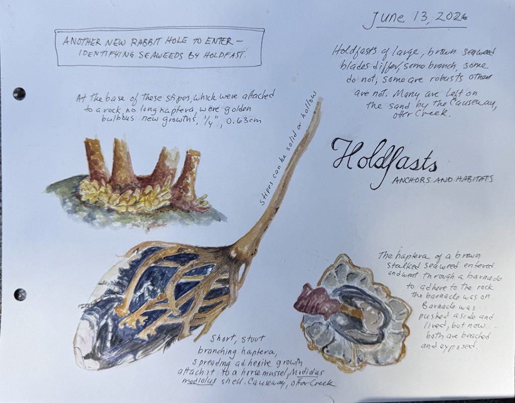 watercolor of holdfast