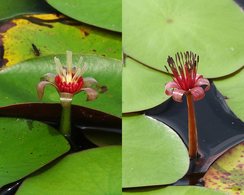 male and demale days of flower watershiels
