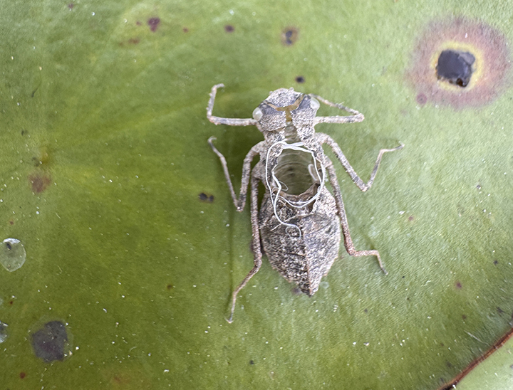 exuvia on watershield