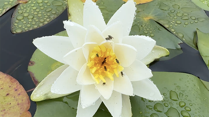 fragrant lily flower with flies