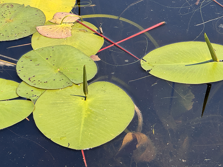 pickerel weed leaves in yellow pond lily notch