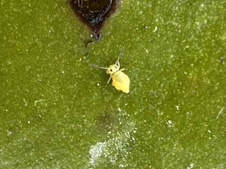yellow aphid