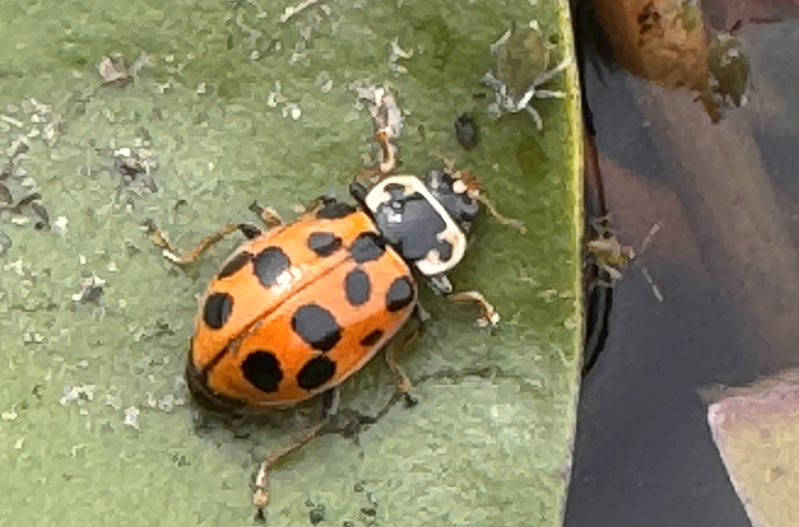 lady beetle with aphids