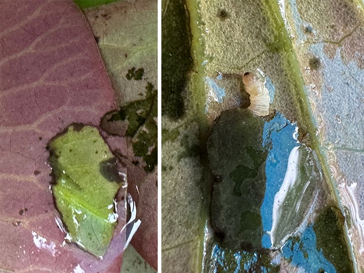 moth larvae