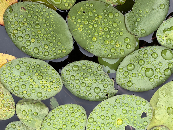 Your pad or mine? There is more to pond lily leaves than napping frogs.