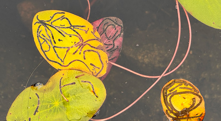 leaf miner tracks