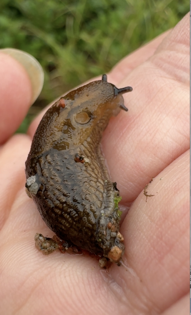pneumostome