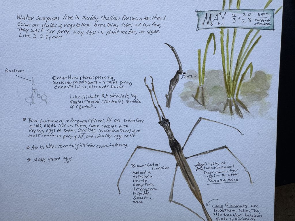 drawing of renatra fuscus