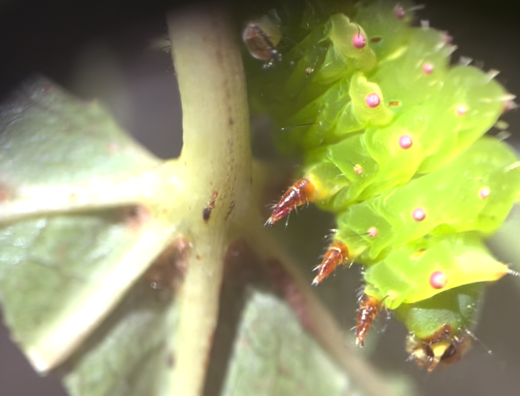 Luna caterpillar spiracles