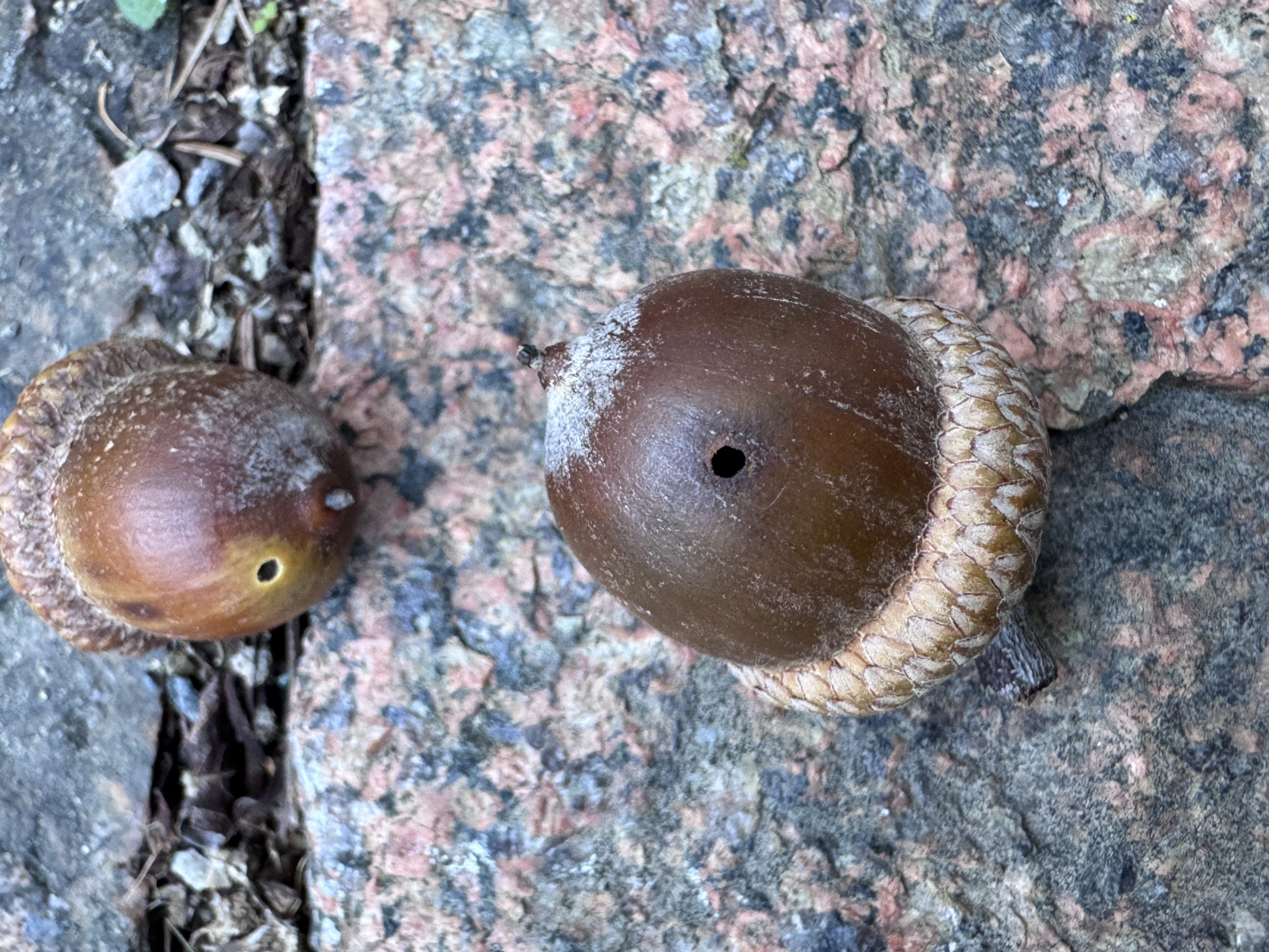 The Last Cricket, and Ants in an Acorn